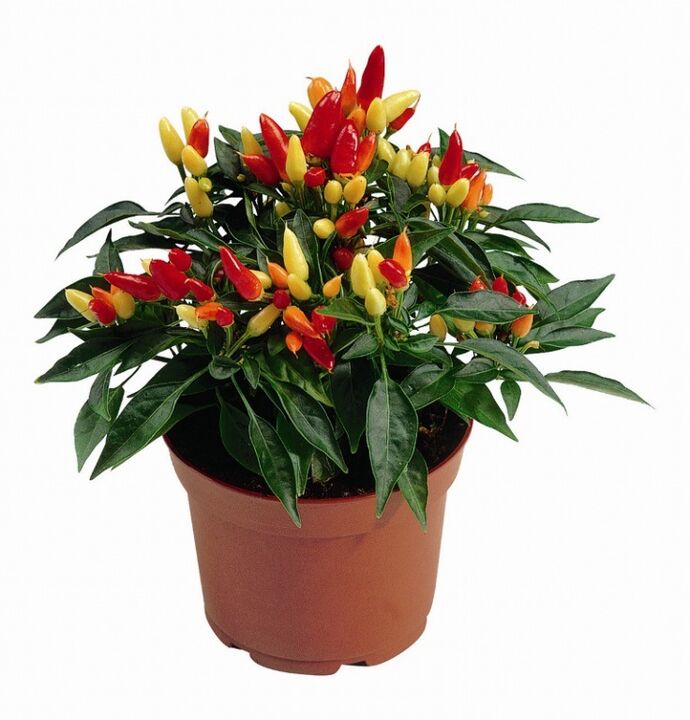 capsicum capsicum en HondroFrost na poliartrite